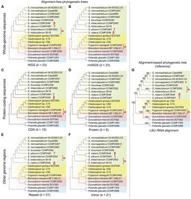 Alignment-Free Analysis of Whole-Genome Sequences From Symbiodiniaceae Reveals Different Phylogenetic Signals in Distinct Regions